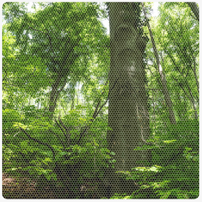 Schweizer Waldbericht